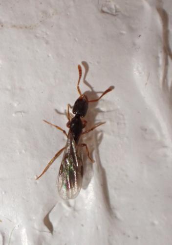 Réf. 296 994 : Ponera sp.